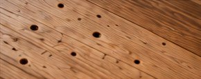 Close-up of woodworm holes in a timber floor